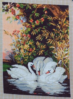 Swans&#039; Romance / Idila lebedelor